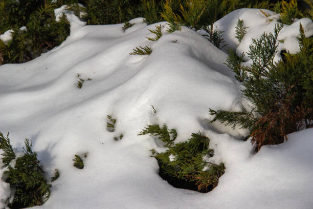 istock Heavy snow covering juniper bushes 1385179537
