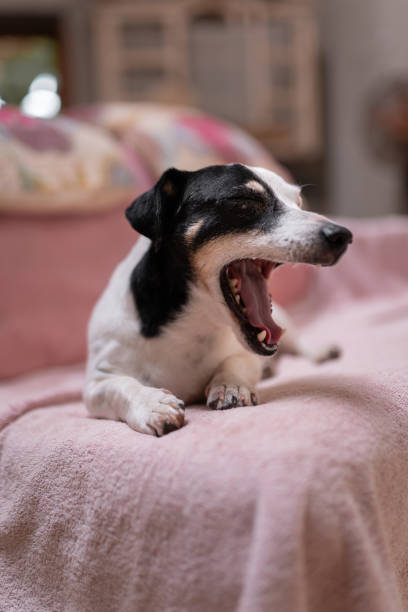 istock Black and white small dog yawning on a couch before sleeping 1385179652