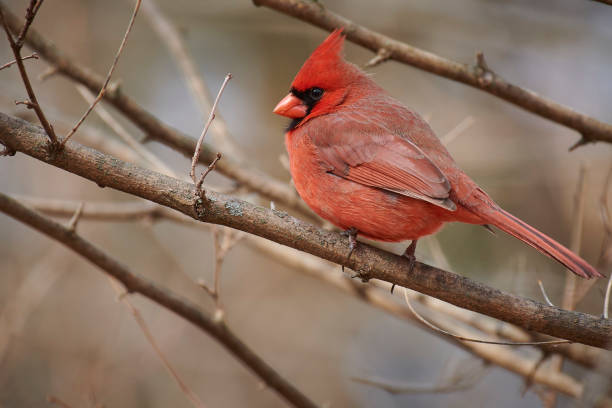 istock Male Northern Cardinal (Cardinalis cardinalis) 1385183229