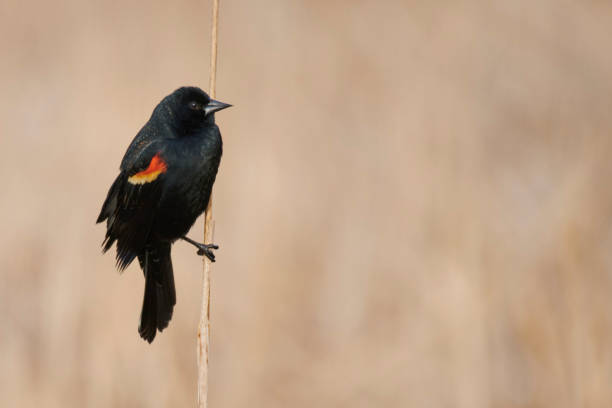 istock Red-winged Blackbird (Agelaius phoeniceus) on cattails in a marsh 1385183230