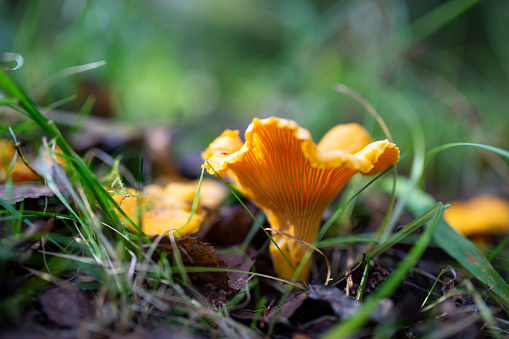 Chanterelle mushroom growing in lush green grass on a sunny autumn day macro photography. Bright orange chanterelle in sunlight in autumn forest close-up photo.