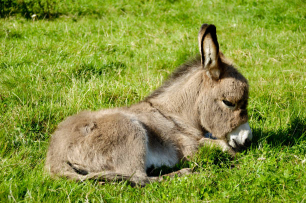 Burro joven comiendo hierba - foto de stock