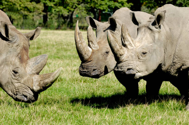 istock Group of rhino 1385186063