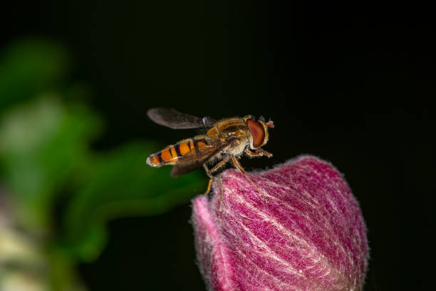 Marmalade hoverfly collects pollen on pink flower macro photography. Episyrphus balteaus insect on the red flower bud garden photography.