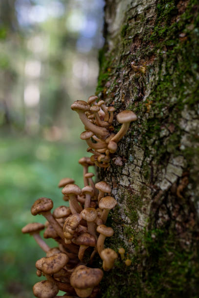 istock Honey mushrooms growing on a tree trunk close-up photo 1385186427