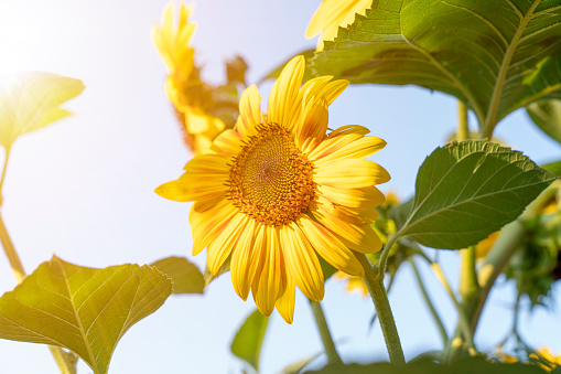 Sunflower natural background. Sunflower blooming.