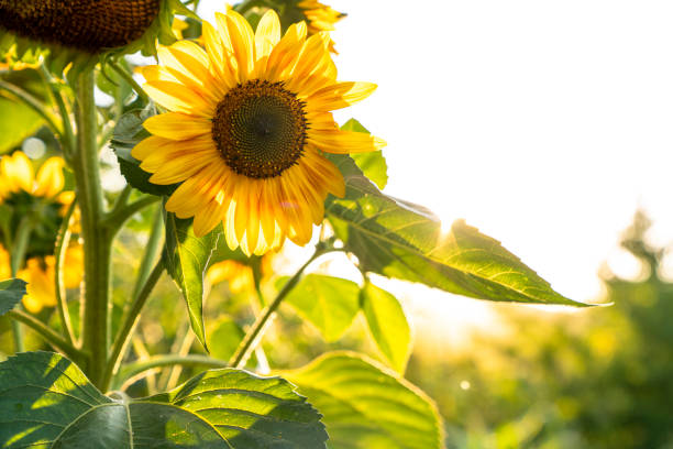 Sunflower natural background. Sunflower blooming. stock photo