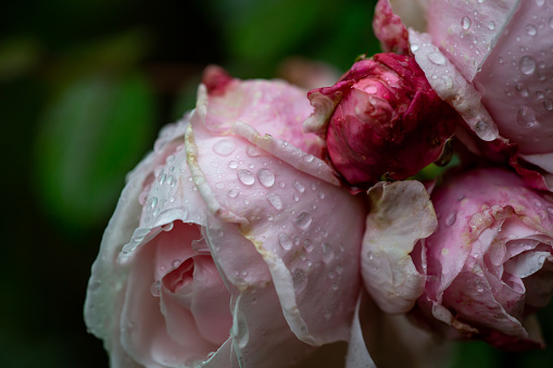 Tender pink roses with water drops macro photography. Pink rose in rainy day garden photography.