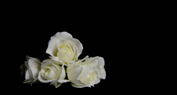 Beautiful White roses on dark background. Funeral flowers against black background with copy space. Funeral symbol. stock photo
