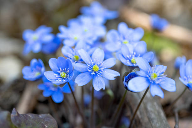 istock spring blue nobilis flowers in the forest 1385188224