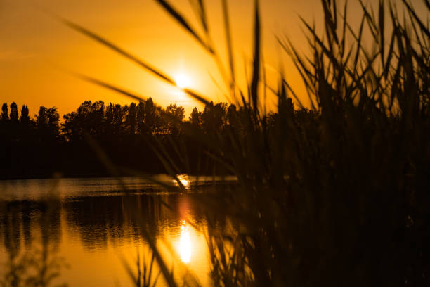 Free Stock Photo of Sunset on the lake with grass silhouette | Download ...