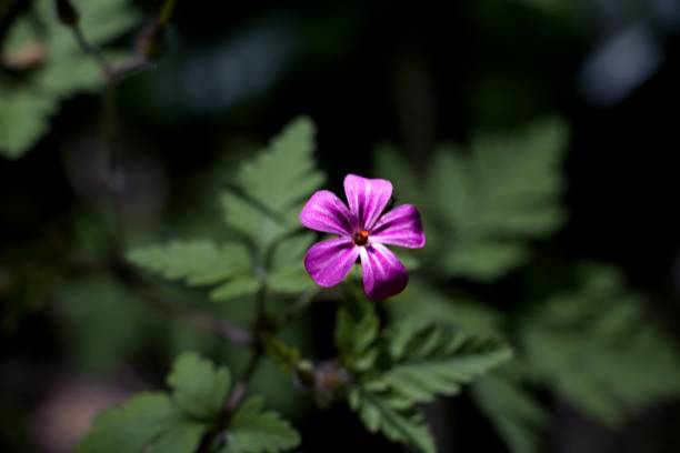 istock Single flower of Roberts geranium 1385191514