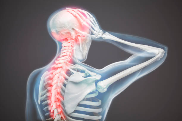 ból szyi i pleców, kręgosłup kręgów szyjnych, anatomia ludzkiego ciała - body human spine human head human neck zdjęcia i obrazy z banku zdjęć