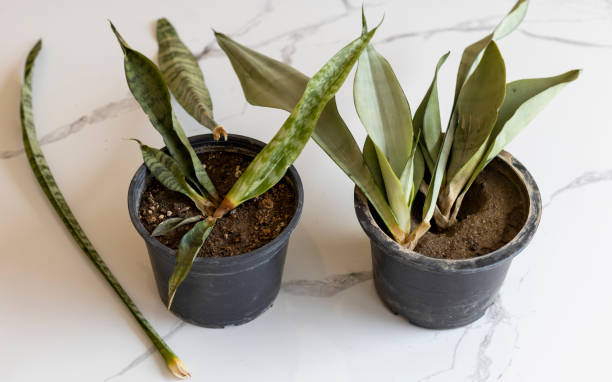 istock Sensaveria snake plants damage by over watering 1385192055