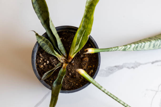 istock Overwater snakeplant in a pot high angle view 1385192068