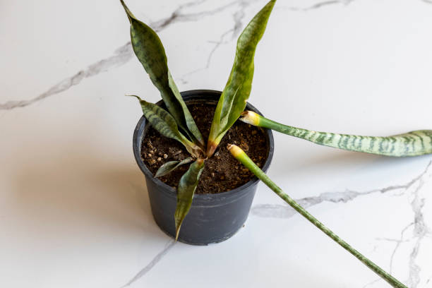 Sanseveria snake rotten plant in a pot