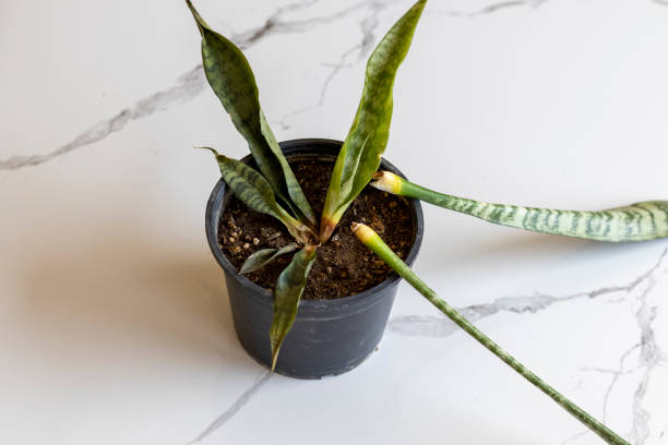 Sanseveria snake rotten plant in a pot Sanseveria snake rotten plant in a pot sanseveria trifasciata photos stock pictures, royalty-free photos & images