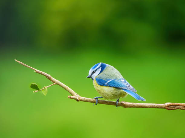 Beautiful Isolated Eurasian blue tit (Cyanistes caeruleus) on the branch of tree in springtime.