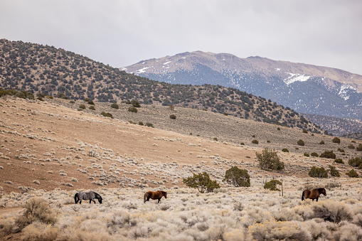 High quality stock photos of wild horses roaming the Nevada landscape during winter.