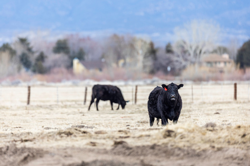 High quality stock photos of Angus beef cattle in Nevada