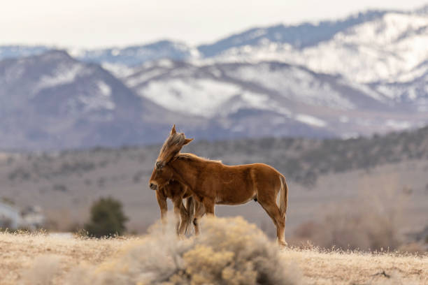 High quality stock photos of wild horses roaming the Nevada landscape during winter.
