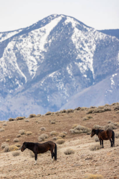 istock Wild Mustang Horses in Nevada 1385193231