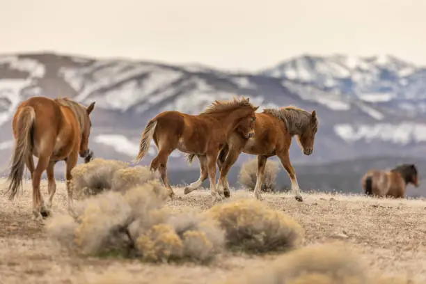 Photo of Wild Mustang Horses in Nevada