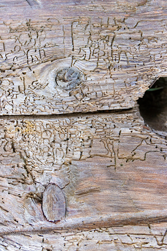 Beetle trails in wood, nice organic patterns in the tree trunk.