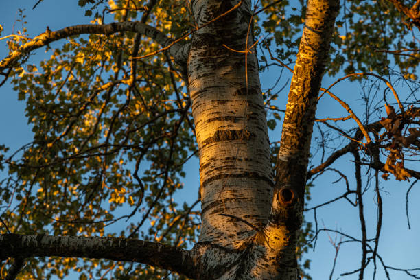 Photo of view of a birch tree partially lit by the light of the sun at sunset with little orange spots during autumn season and with the light blue sky with clear weather