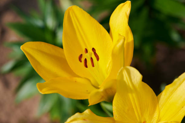 istock macro photo of a blooming yellow lily 1385194375
