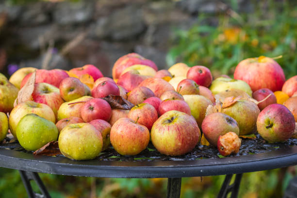 mucchio di mele su un tavolo da giardino - spartan apple foto e immagini stock