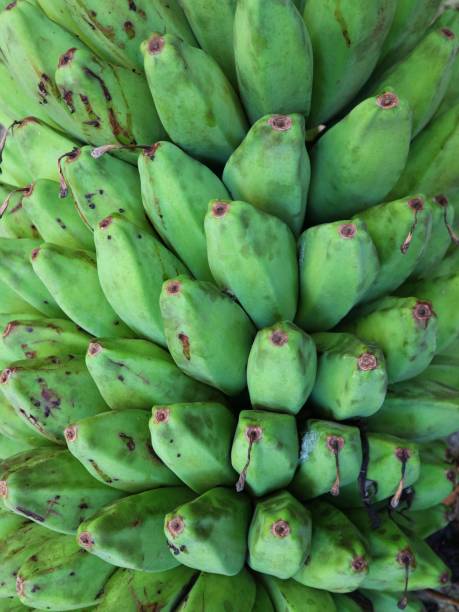 Banana ready to be  harvested