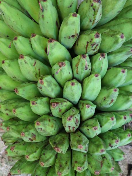 Banana ready to be  harvested