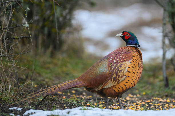 istock Male Common Pheasant Phasianus colchicus in the wild 1385194502