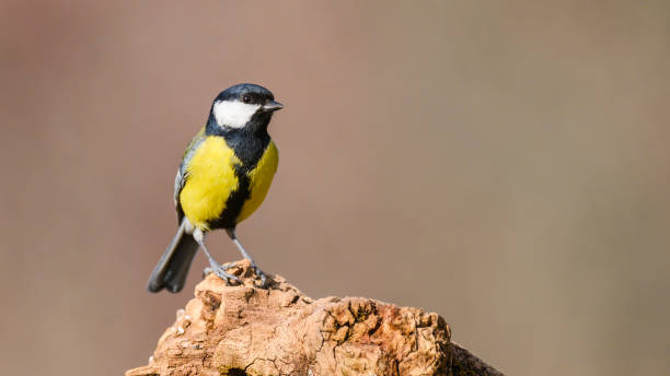 istock Great tit Parus major in the wild 1385194504