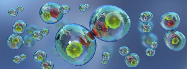 istock Biology concept. Mitotic division ,cell division under the microscope. Human cell, animal cells,3d illustration. 1385195272