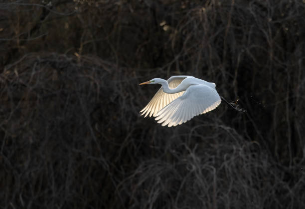 Flying great egret Flying great egret (Ardea alba) against a riverside woodland. heron family stock pictures, royalty-free photos & images