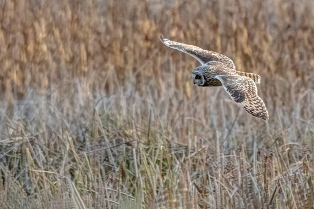 istock short-eared owl flying, Richmond, BC, Canada 1385198004