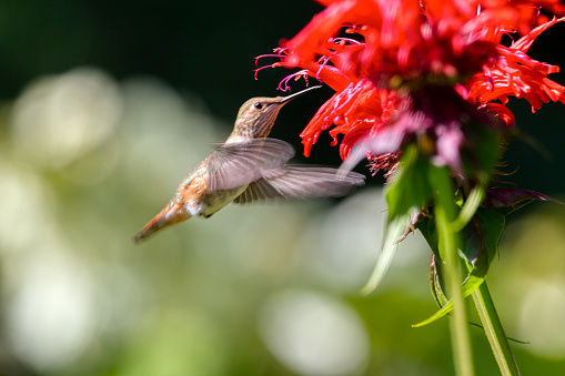 juvenile Rufous hummingbird (Selasphorus rufus) eating from a flower in a garden, Burnaby, BC, Canada