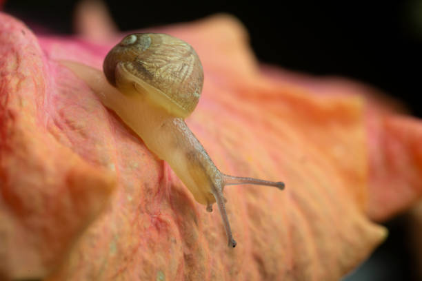 istock Slimy Snail sliding over a Hibiscus flower 1385199364