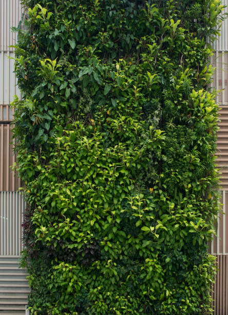 mur vert, jardin vertical. contexte avec le feuillage luxuriant. - vertical garden photos et images de collection