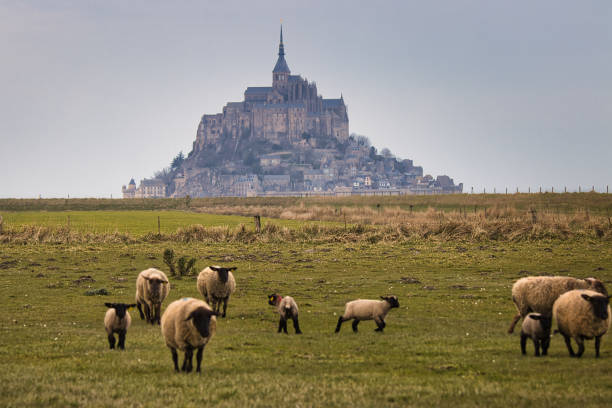 istock sheep from the Mont Saint Michel 1385199602