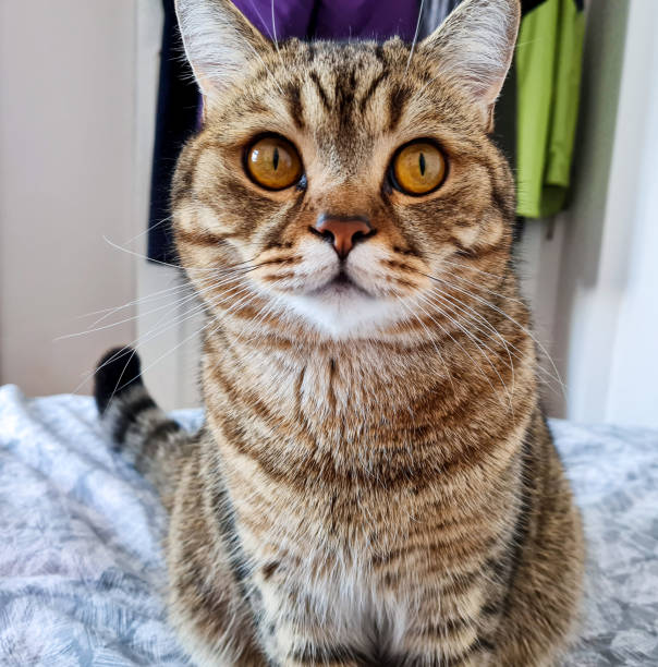 istock Cat gives a sweet look to the camera 1385200136