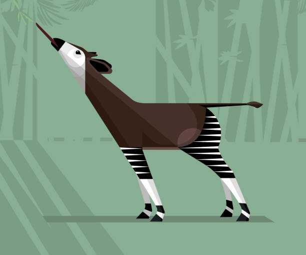 100+ Okapi Africa Stock Illustrations, Royalty-Free Vector Graphics ...