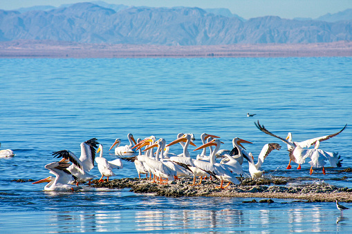 Wild pelicans on the Salton Sea