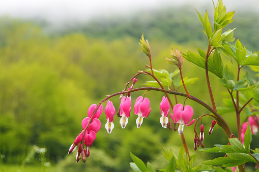 Bleeding Heart is a beautiful old fashioned perennial plant.