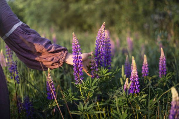 feld der violetten lupinen - lupine single flower flower blue stock-fotos und bilder