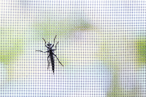 A large black insect sits on a mosquito net. Protection of houses and apartments from beetles, insects and flies in the warm season.