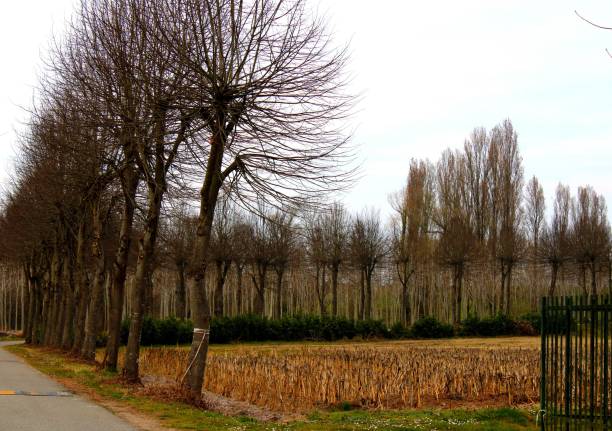 istock Morimondo, Lombardy, Italy 1385202104