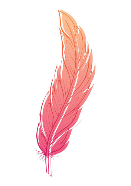 illustrations, cliparts, dessins animés et icônes de illustration vectorielle de plume d’oiseau isolée sur blanc. élément de conception pour l’impression - eagle feather
